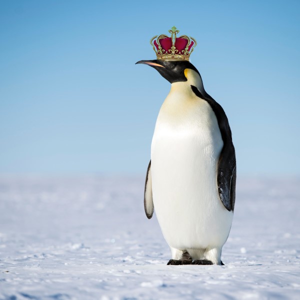 Emperor Penguin with Crown